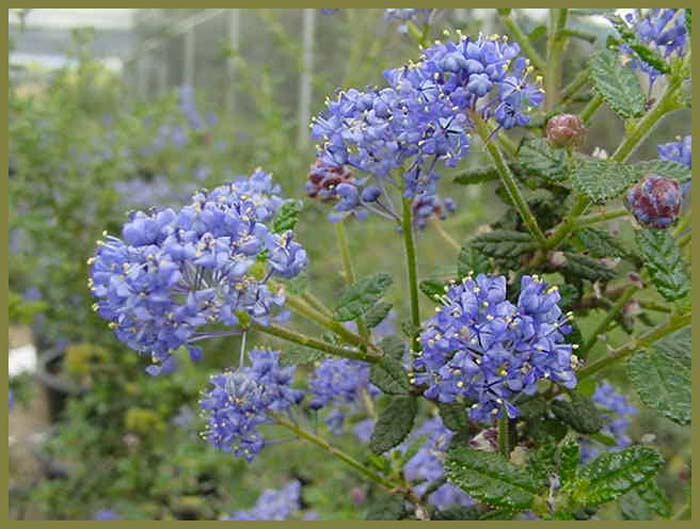 Plant photo of: Ceanothus 'Julia Phelps'