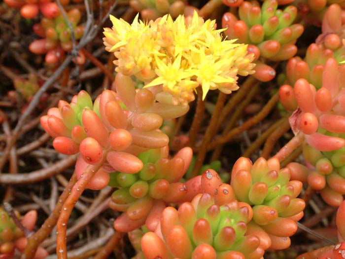 Sedum rubrotinctum