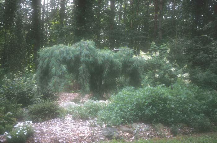 Pinus strobus 'Nana Pendula'