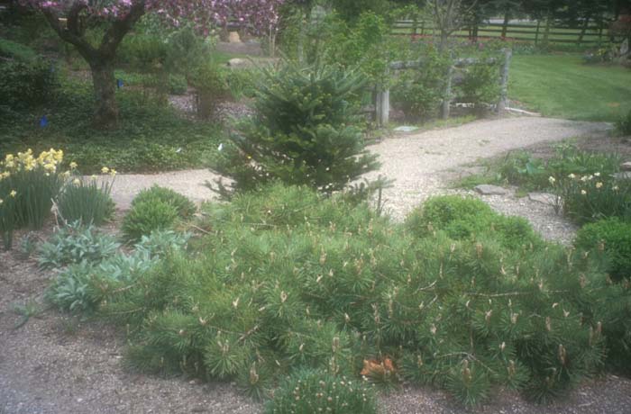 Pinus sylvestris 'Hillside Creeper'