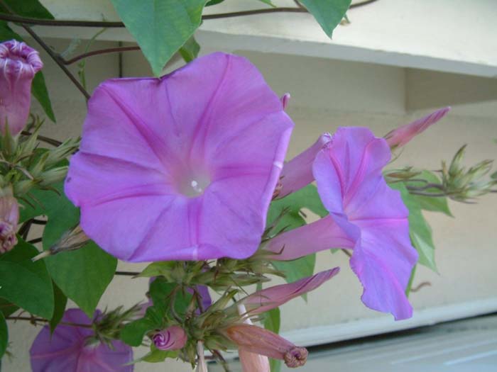 Plant photo of: Ipomoea indica