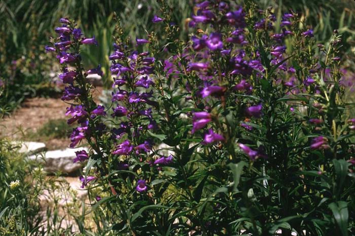 Plant photo of: Penstemon Midnight'