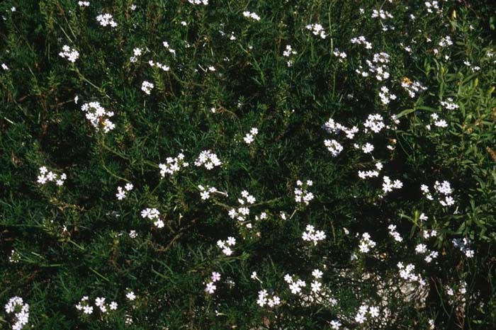 Verbena peruviana 'White'