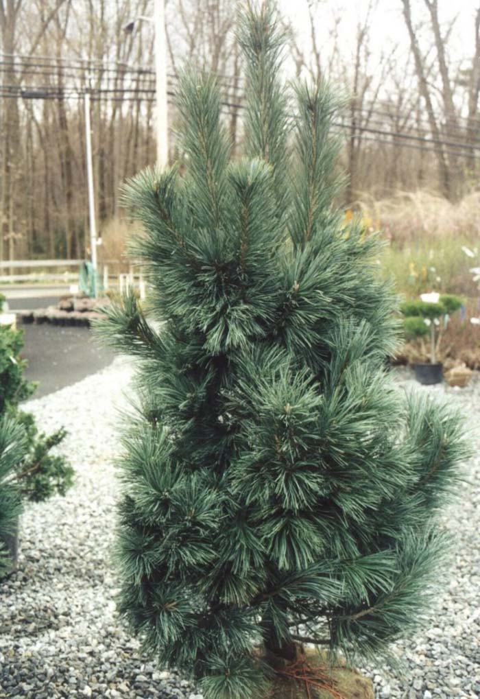 Plant photo of: Pinus flexilis 'Vanderwolfs Pyramid'