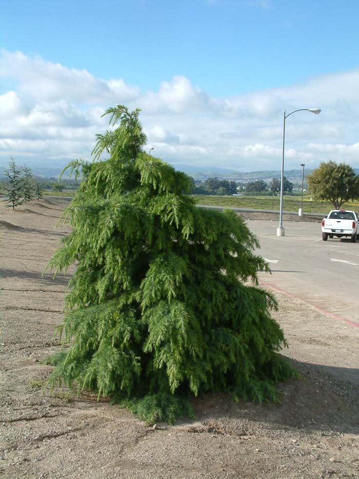 Plant photo of: Cedrus deodara