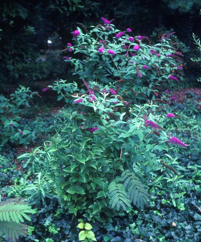 Buddleja davidii 'Purple Prince'