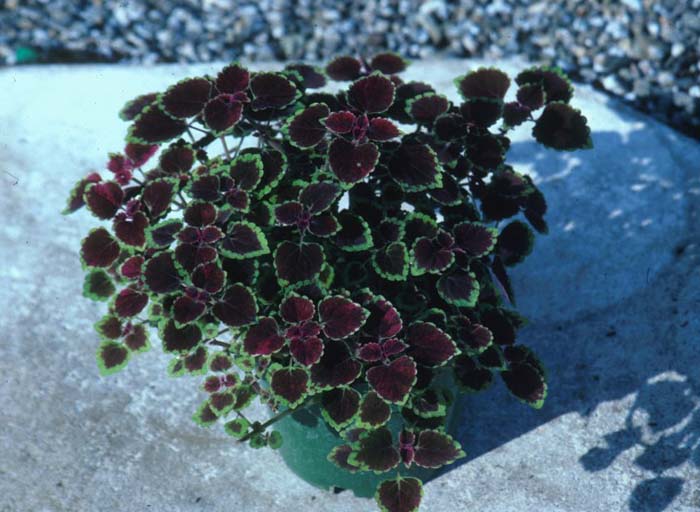 Coleus hybridus