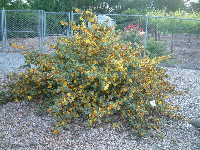 Plant photo of: Fremontodendron 'Ken Taylor'