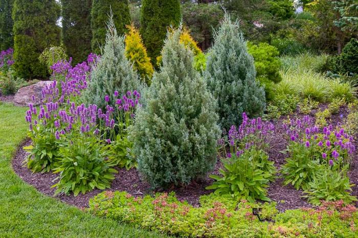 Juniperus scopulorum 'Blue Haven'