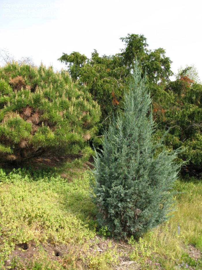 Plant photo of: Juniperus scopulorum 'Blue Haven'