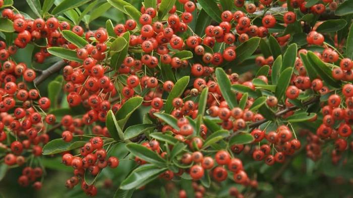 Pyracantha coccinea 'Fiery Cascade'