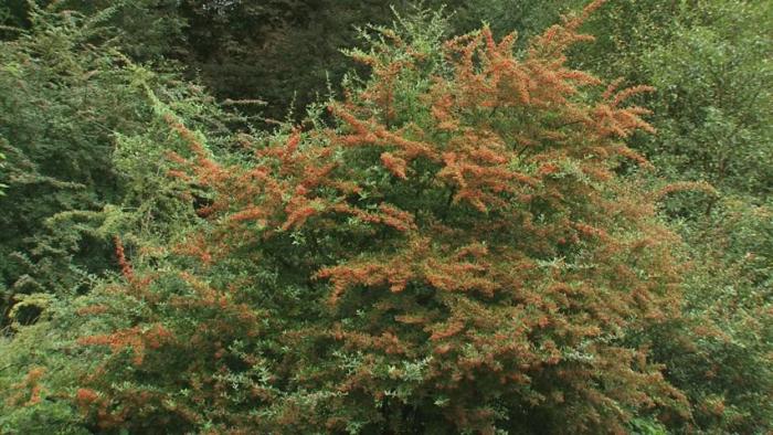 Plant photo of: Pyracantha coccinea 'Fiery Cascade'