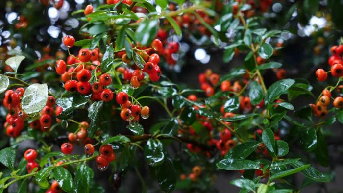 Plant photo of: Pyracantha coccinea 'Fiery Cascade'