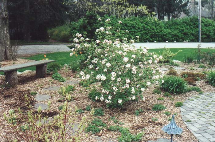 Viburnum burkwoodii 'Anne Russell'