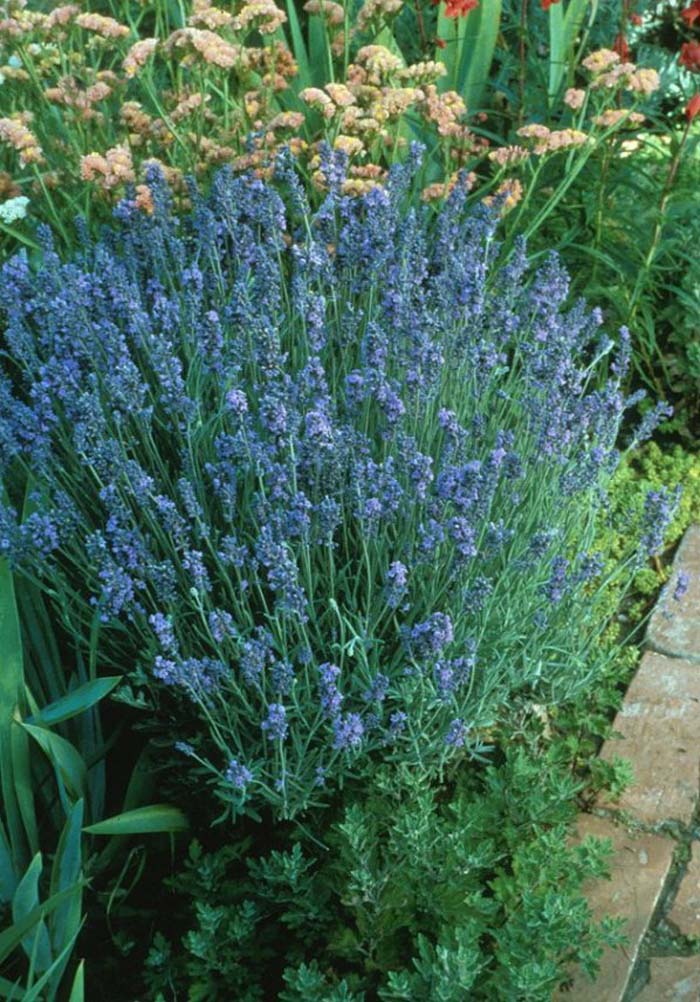 Plant photo of: Lavandula angustifolia 'Lavender Lady'