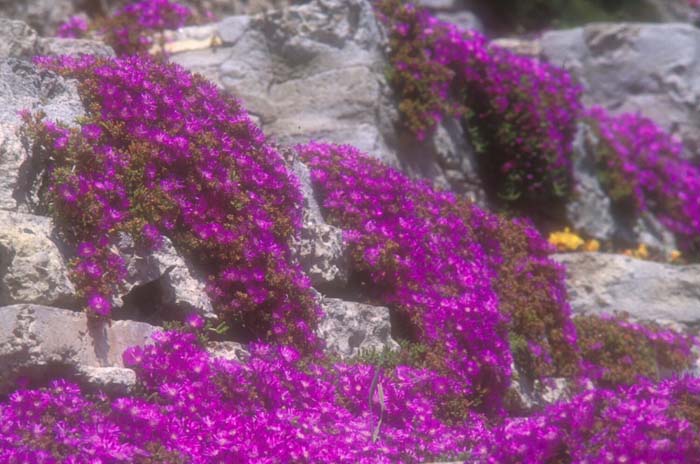 Lampranthus productus