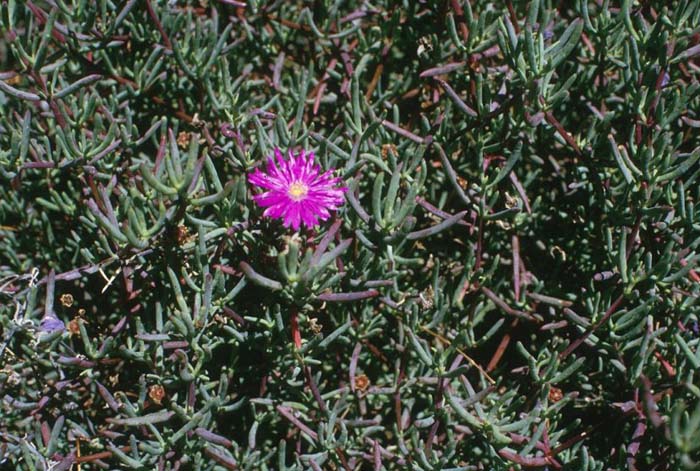 Plant photo of: Lampranthus productus