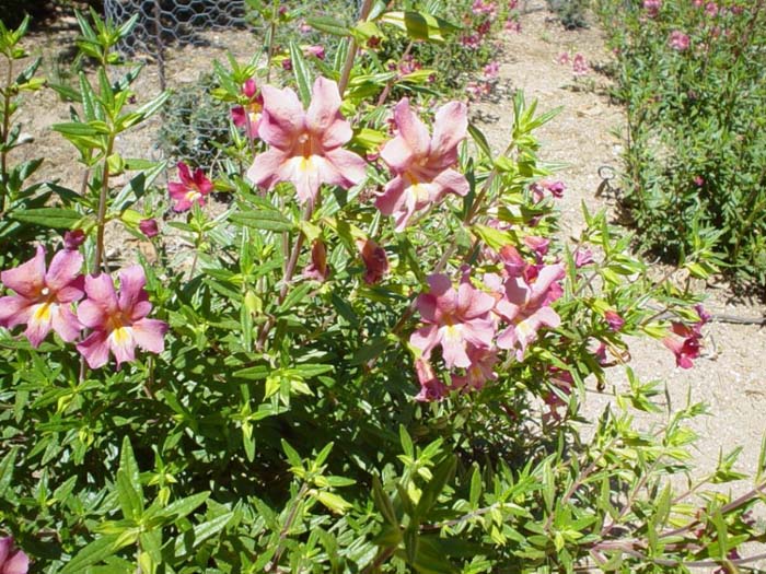 Mimulus hybrids