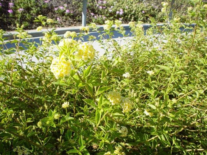 Lantana hybrid 'Trailing Yellow'