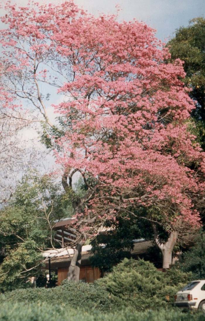 Plant photo of: Tabebuia ipe