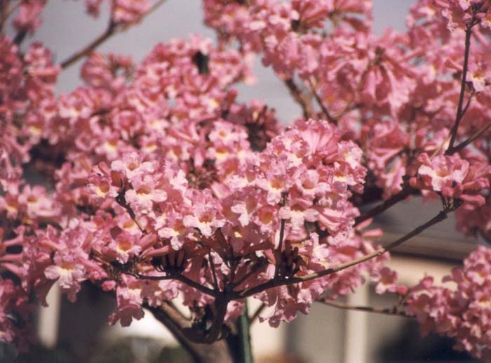 Plant photo of: Tabebuia ipe