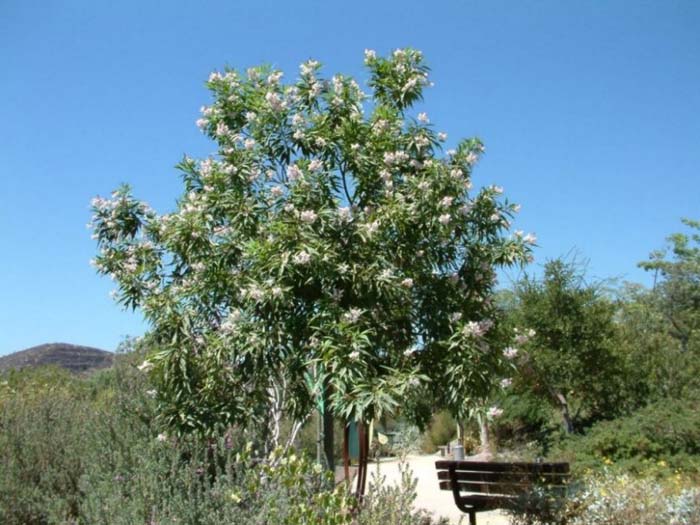 Plant photo of: Chitalpa tashkentensis