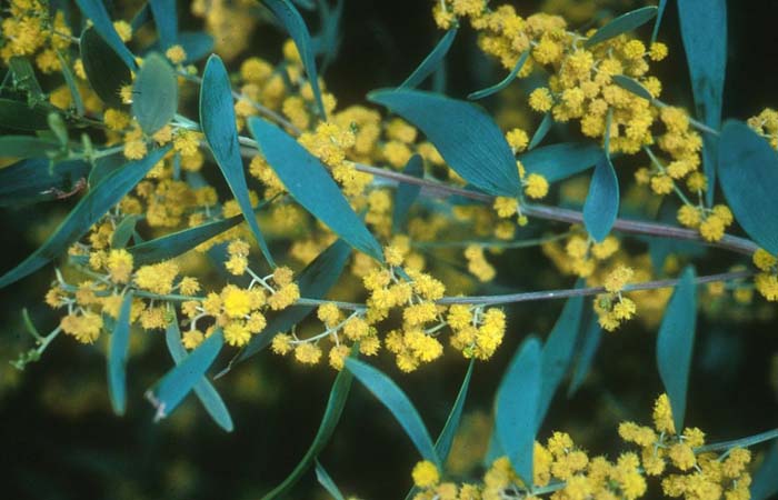 Plant photo of: Acacia redolens