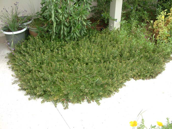 Arctostaphylos densiflora 'Emerald Carpe