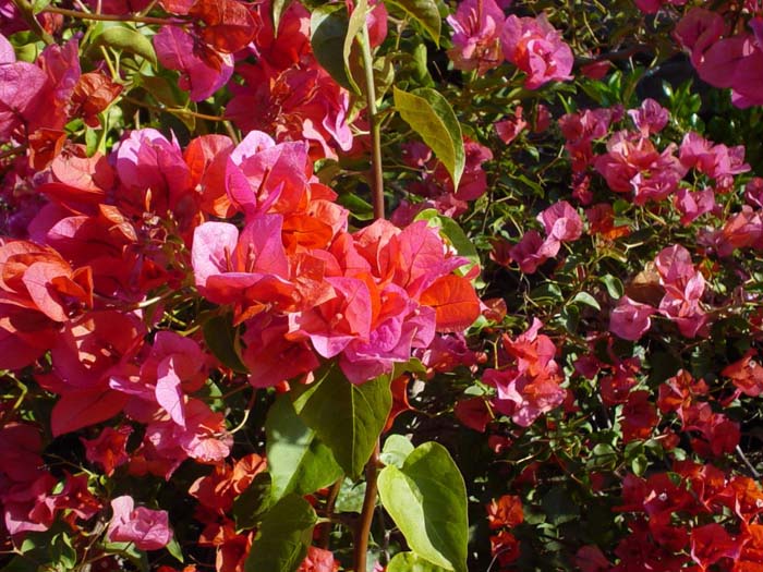 Bougainvillea 'Rosenka'