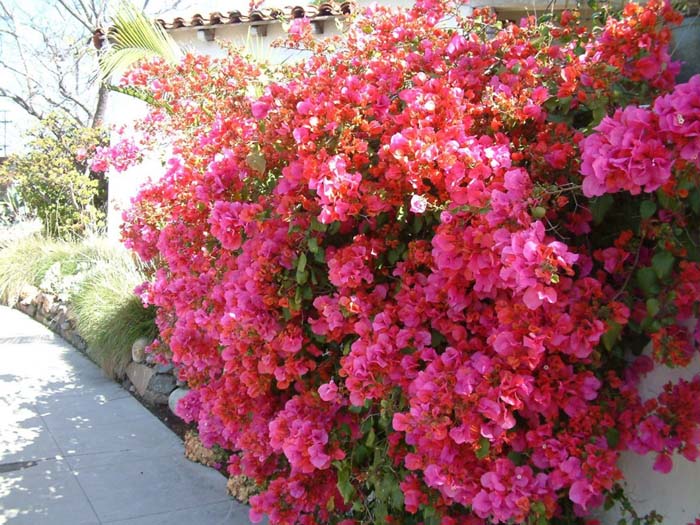 Plant photo of: Bougainvillea 'Barbara Karst'