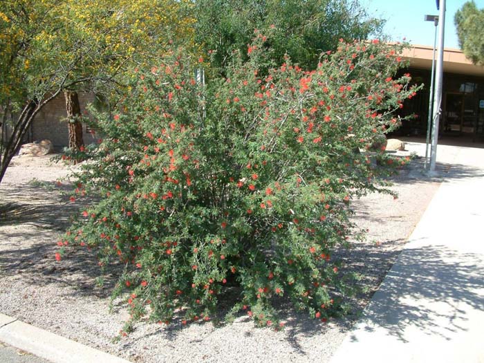 Plant photo of: Calliandra californica