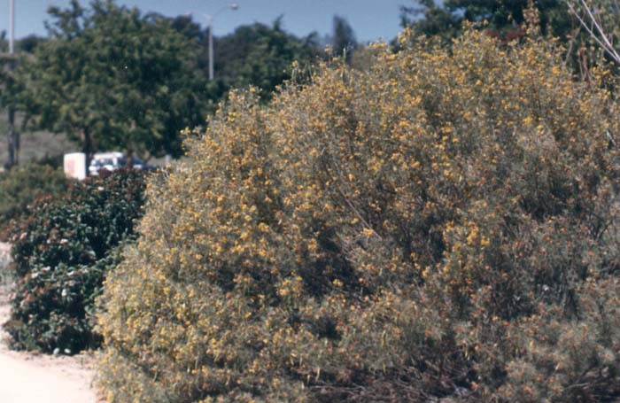 Cassia artemisiodes