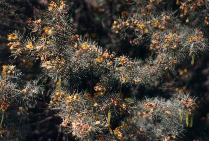 Plant photo of: Cassia artemisiodes