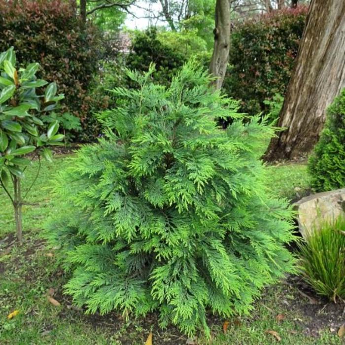 Chamaecyparis lawsoniana 'Nidiformis'