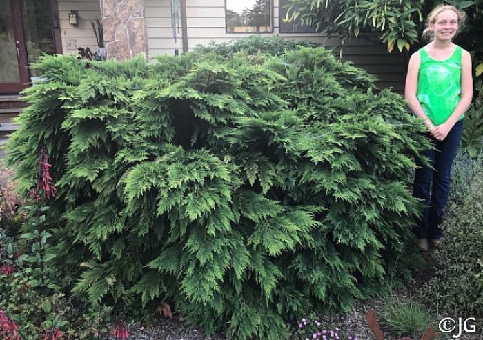 Plant photo of: Chamaecyparis lawsoniana 'Nidiformis'