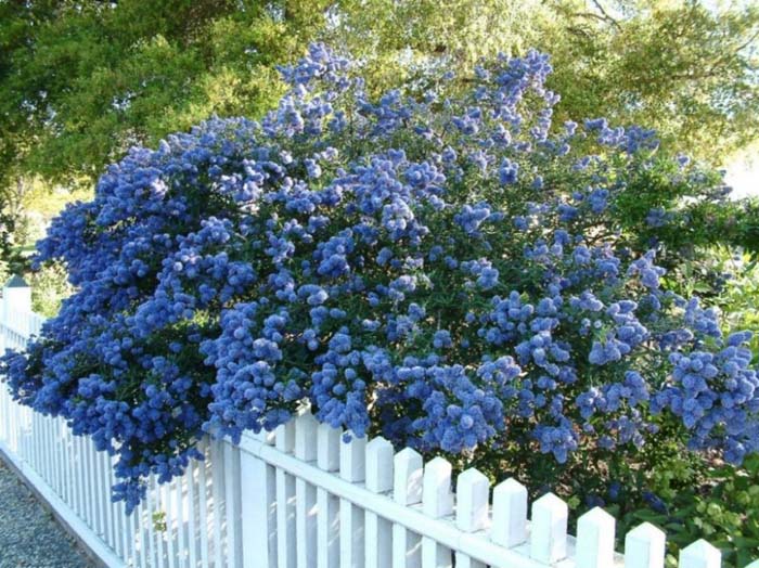 Ceanothus 'Concha'