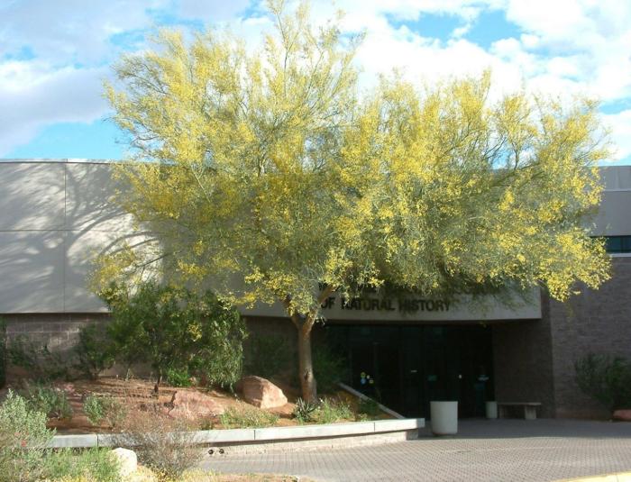 Parkinsonia floridum