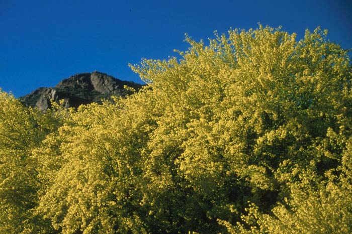 Plant photo of: Parkinsonia floridum