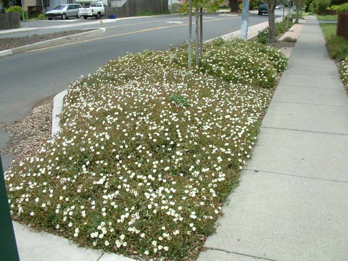 Plant photo of: Cistus salviifolius