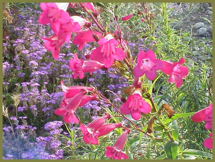 Penstemon 'Garnet'