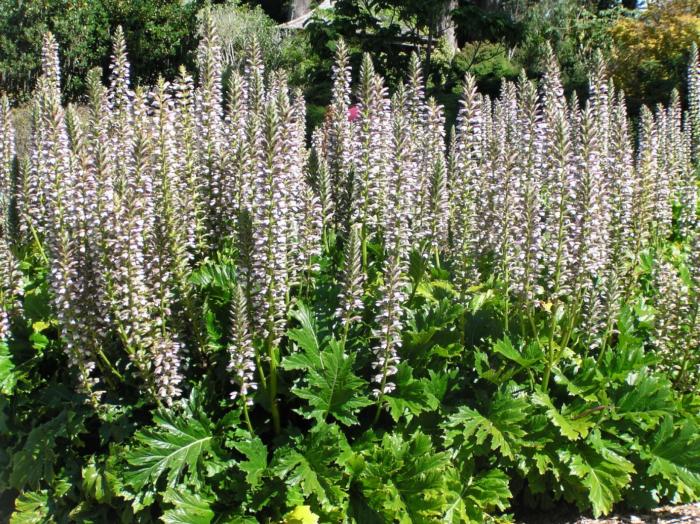 Bear's Breech, Acanthus