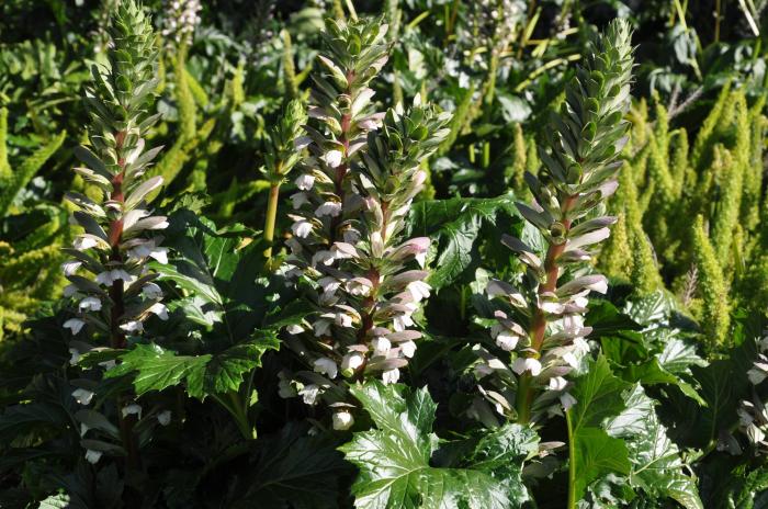 Plant photo of: Acanthus mollis