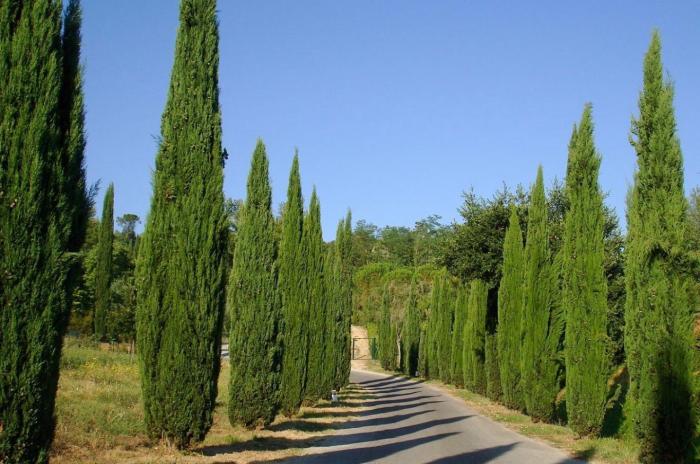 Cupressus sempervirens 'Stricta'