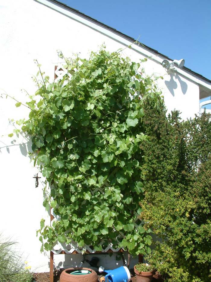 Plant photo of: Vitis californica 'Roger's Red'