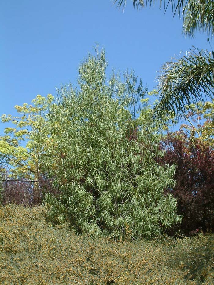 Plant photo of: Geijera parviflora