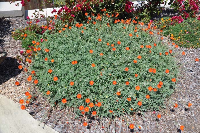 Plant photo of: Helianthemum nummularium