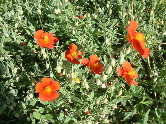 Plant photo of: Helianthemum nummularium