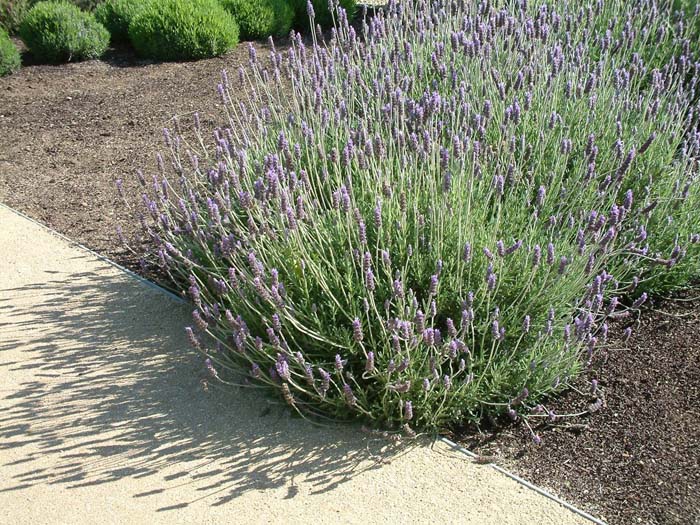 Plant photo of: Lavandula dentata