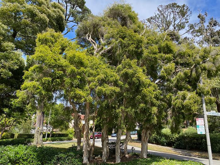 Melaleuca stypheliodes