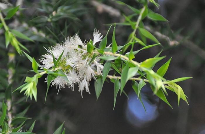 Plant photo of: Melaleuca stypheliodes